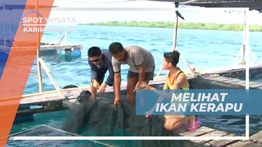 Mempelajari Berbagai Macam Jenis Ikan Kerapu, Karimunjawa