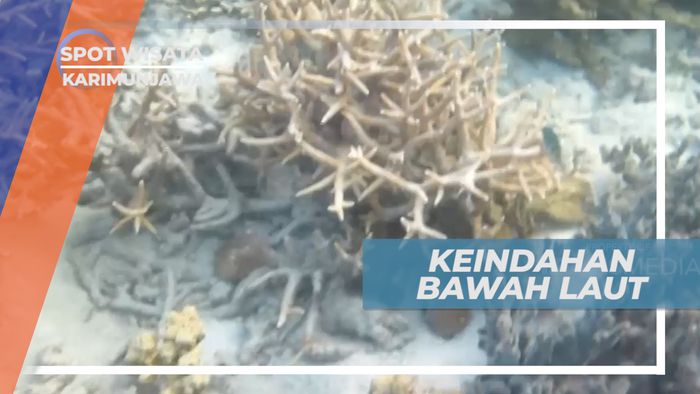 Indah dan Menakjubkan, Gambaran Keindahan Bawah Laut Karimunjawa