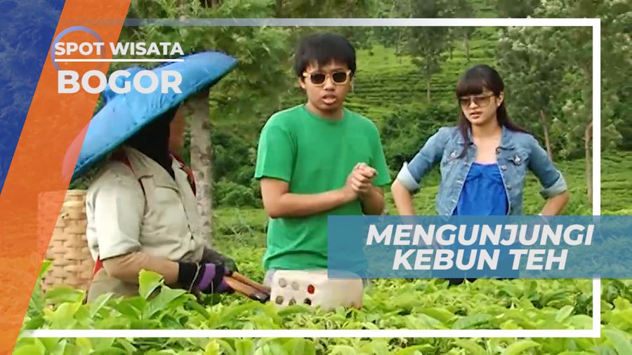 Cuci Mata dengan Pemandangan Hijau Kebun Teh, Bogor
