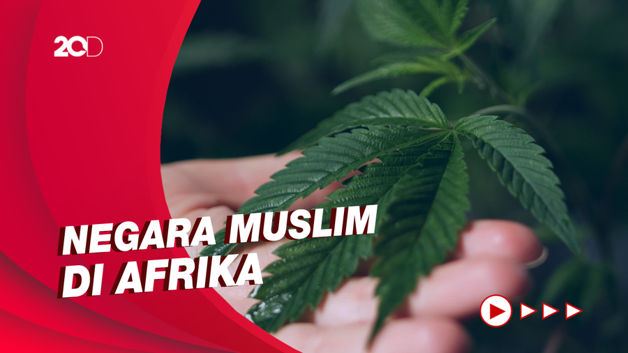Maroko Berniat untuk Segera Legalkan Ganja Medis