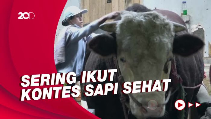 Ini Slamet, Sapi Simental 1,1 Ton yang Dibeli Jokowi untuk Hewan Kurban
