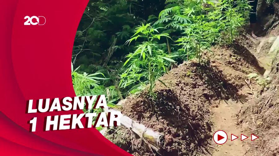 Perhutani Akui Ladang Ganja Cianjur Ditanam di Lahan Miliknya