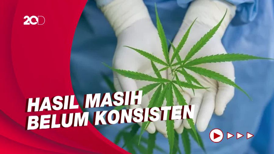 Masih Jadi Perdebatan, Apa Saja Potensi Manfaat Ganja Medis?