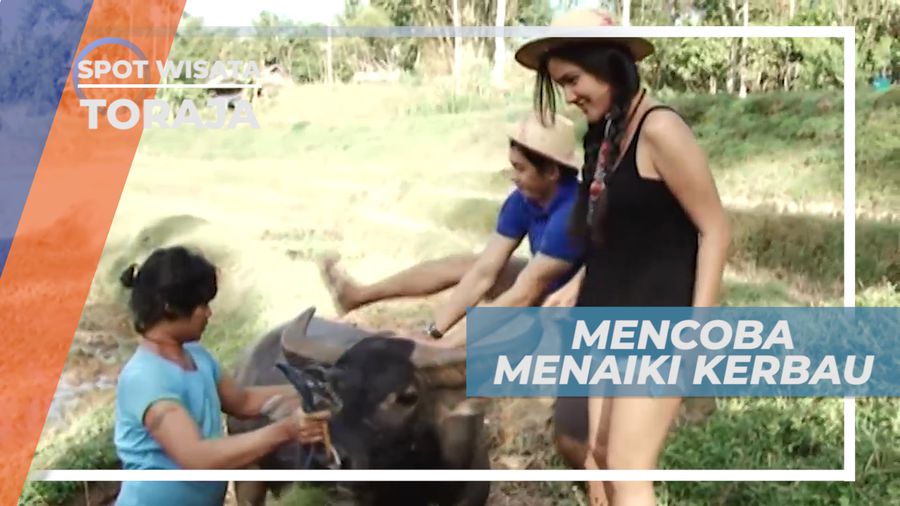 Serunya Menggembala Kerbau di Tana Toraja Sulawesi Selatan