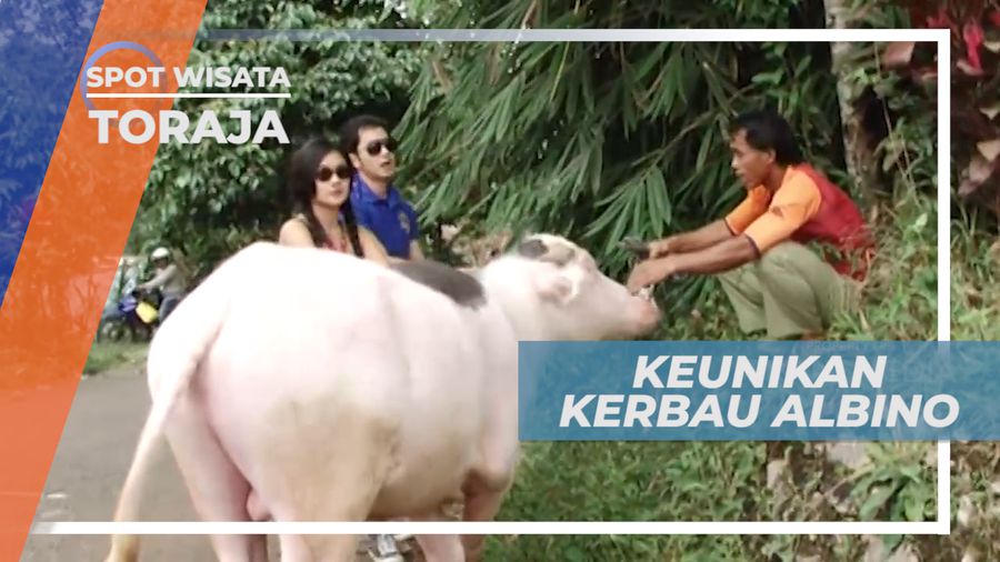 Karbau Albino, Satwa Langka di Tana Toraja Sulawesi Selatan