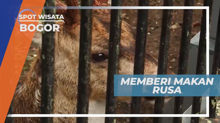 Memberi Makan Rusa di Kawasan Istana Bogor Jawa Barat