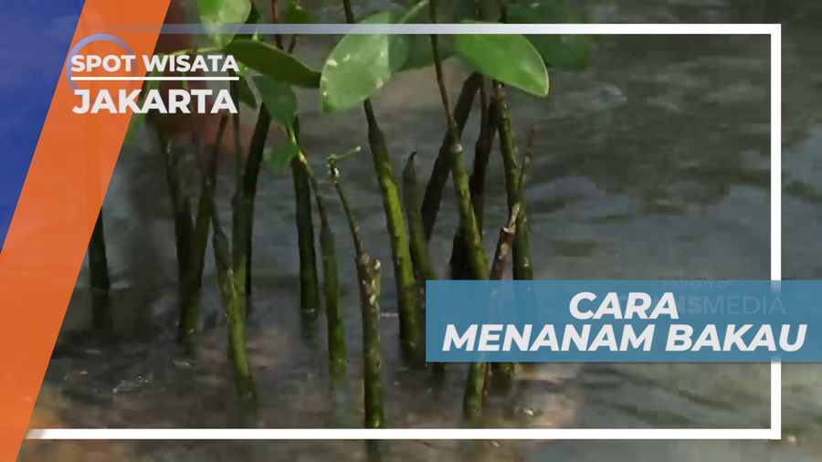 Cara Menanam Tanaman Bakau, Menjaga Kelestarian Alam, Jakarta