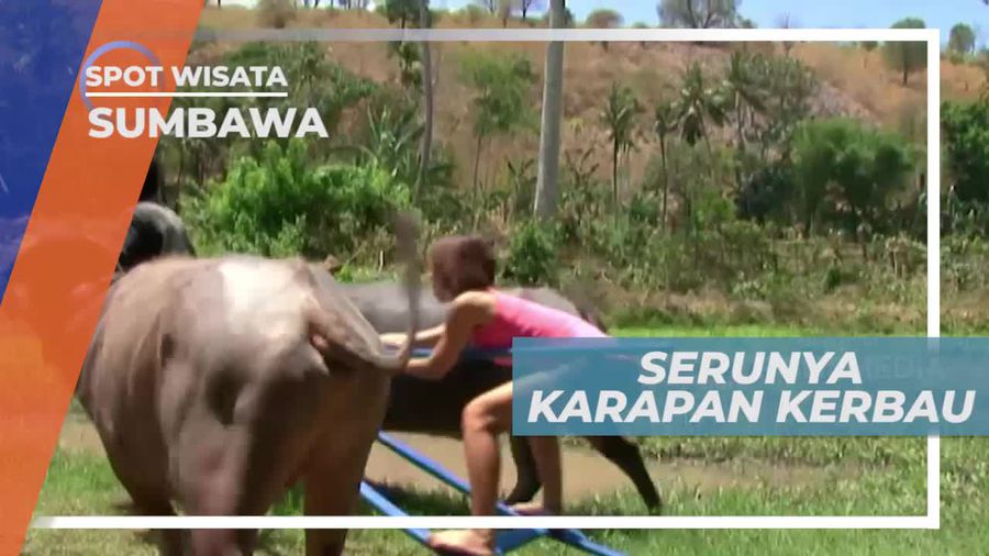 Karapan Kerbau, Tradisi Warga Desa Pamulung Sumbawa yang Masih Lestari