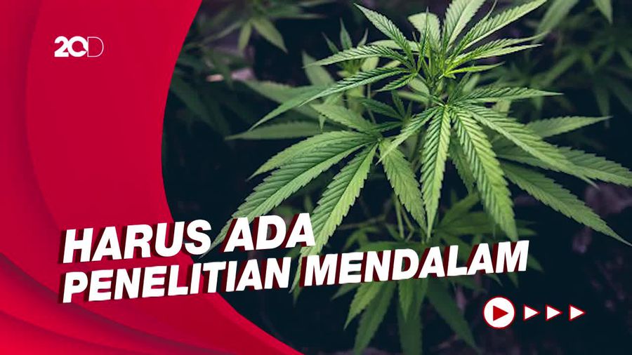 Wacana Ganja Medis, Legislator PDIP Wanti-wanti Penyalahgunaan