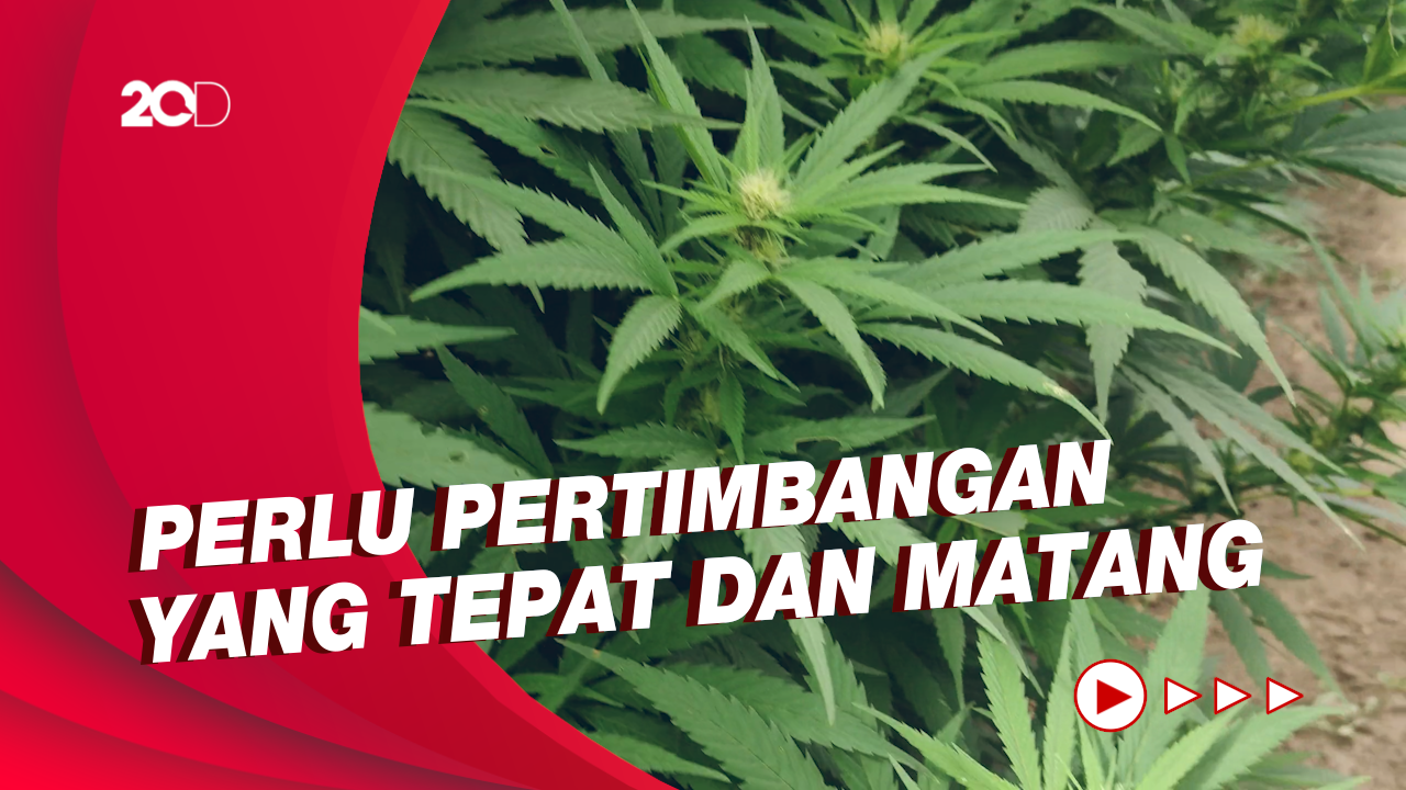 Terkait Wacana Legalisasi Ganja Medis, Ini Yang Jadi Sorotan PBNU