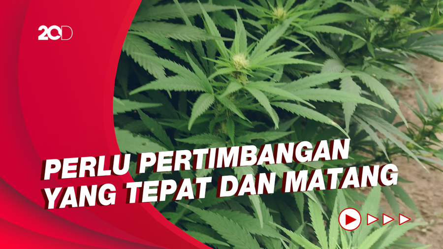 Terkait Wacana Legalisasi Ganja Medis, Ini yang Jadi Sorotan PBNU