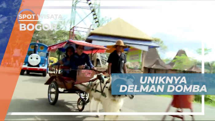 Bukan Kuda, Di Tempat Ini Delman Ditarik oleh Domba, Bogor