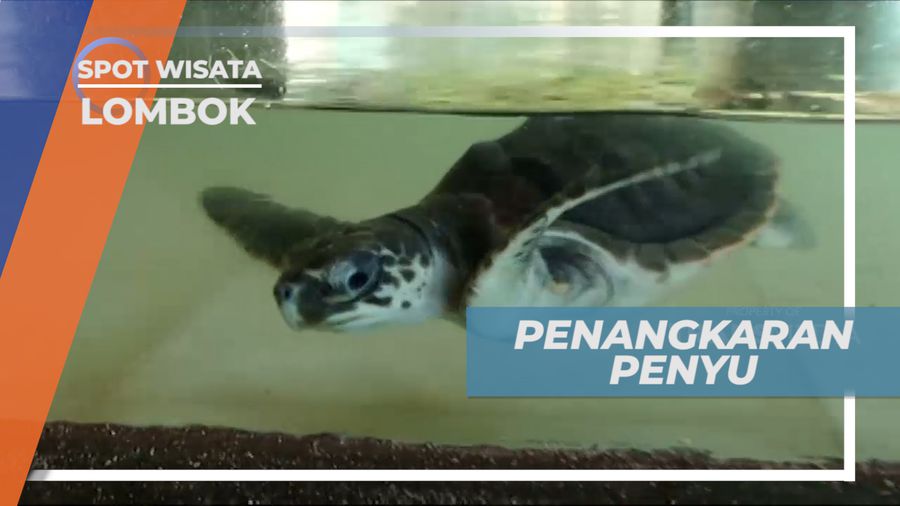 Mengenal Berbagai Jenis Penyu di Tempat Penangkaran, Lombok