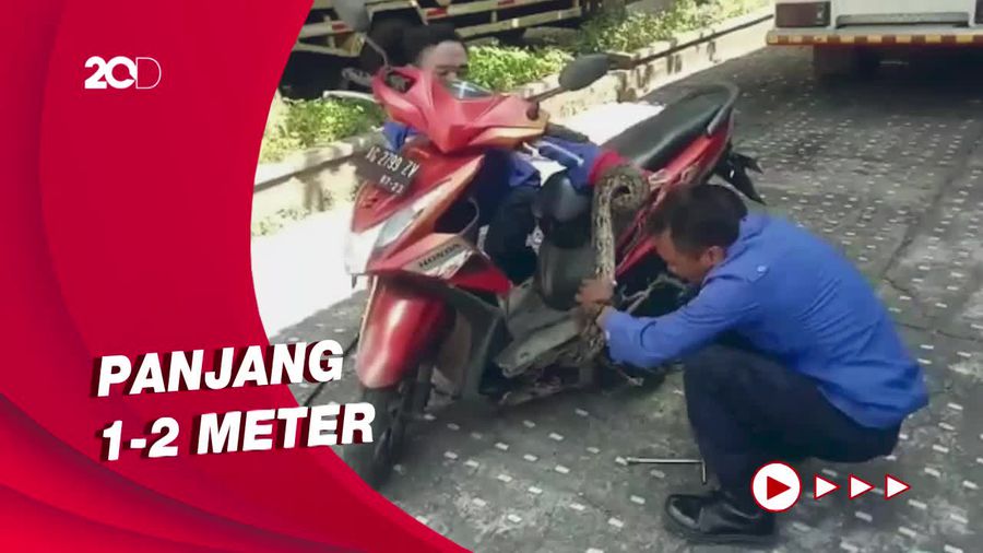 Ular Piton Sembunyi di Motor, Petugas Berjibaku Mengevakuasi  