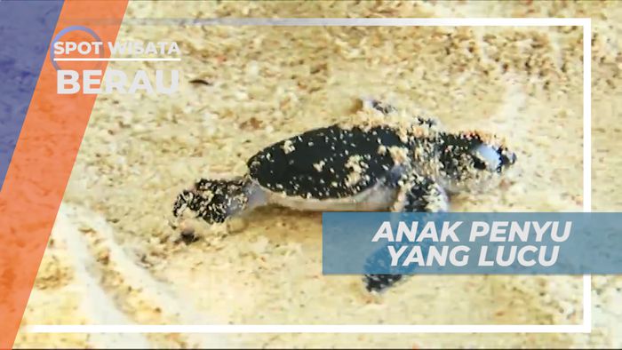 Pulau Sangalaki, Pulau Cantik Rumah Para Penyu yang Dilindungi, Berau