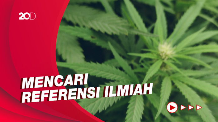 IDI Akan Teliti Referensi Ilmiah untuk Riset Ganja Medis