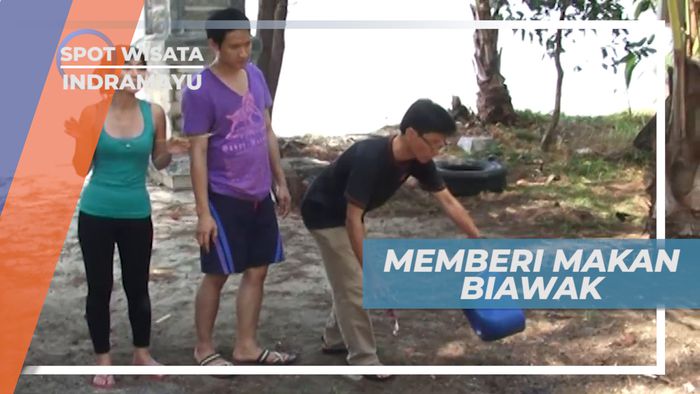 Ikan Mentah Sebagai Santapan Lahap Para Biawak, Indramayu