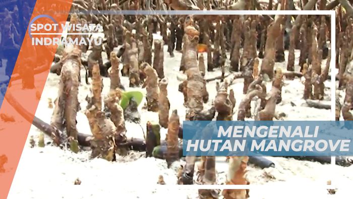 Mendapatkan Tambahan Pengetahuan Mengenai Mangrove dari Warga Sekitar