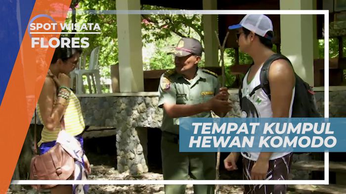 Lokasi Para Komodo Berada di Pulau Komodo, Flores