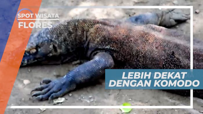 Komodo, Si Kadal Raksasa yang Sensitif, Flores
