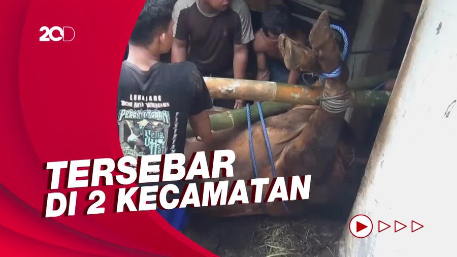 7.612 Ekor Sapi di Lumajang Terjangkit PMK, 11 di Antaranya Mati