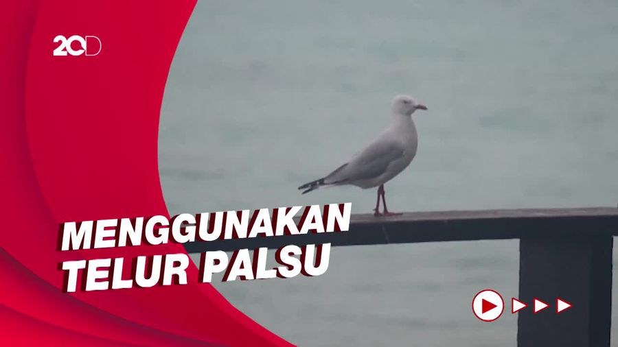 Cara Unik Lindungi Anak Penyu dari Ancaman Burung Camar