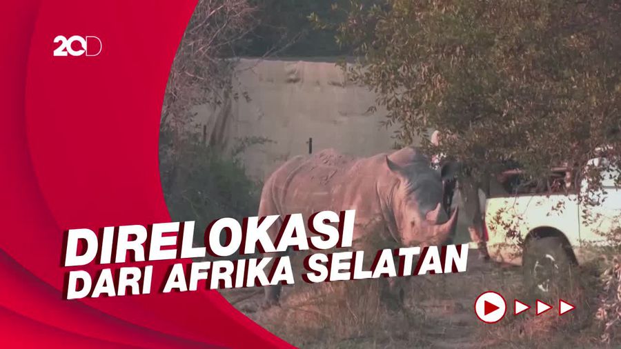 Beberapa Dekade Dianggap Punah, Badak-badak Berkeliaran di Mozambik