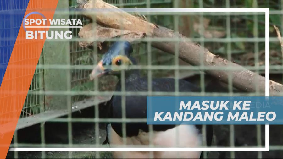 Bertemu Langsung dengan Burung Maleo, Bitung
