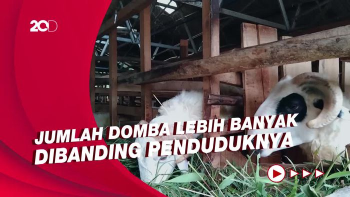 Desa di Majalengka Dijuluki Kampung Domba Gegara Ini...