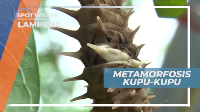 Melihat Dari Dekat Metamorfosis Kupu-kupu di Lampung