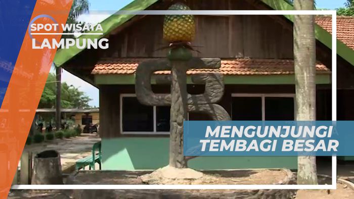 Berkunjung ke Kebun Nanas di Kawasan Tembagi Besar Lampung