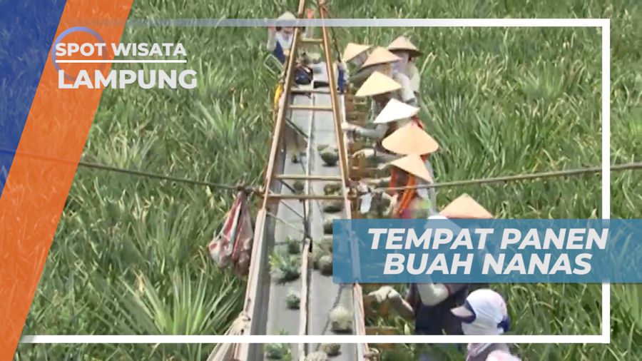 Panen Buah Nanas Menggunakan Mesin, Lampung