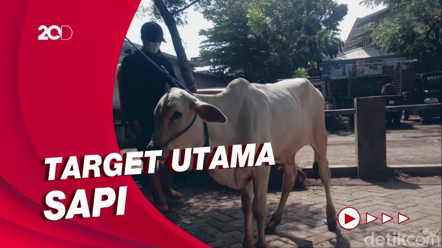 Kementan Distribusikan 800 Ribu Dosis Vaksin PMK