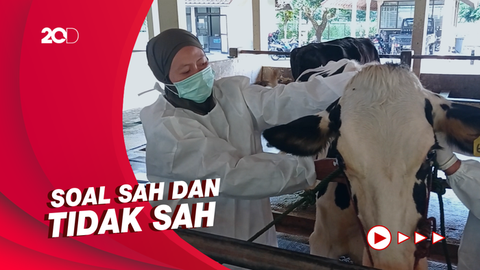 MUI Bicara Hukum Berkurban dengan Hewan Bergejala PMK