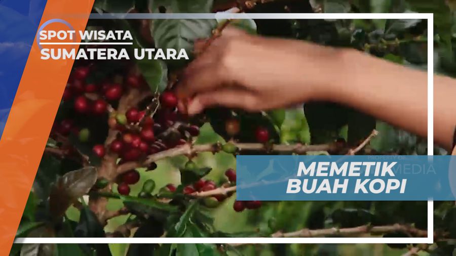 Memetik Buah Kopi di Perkebunan Arabika Sumatera Utara