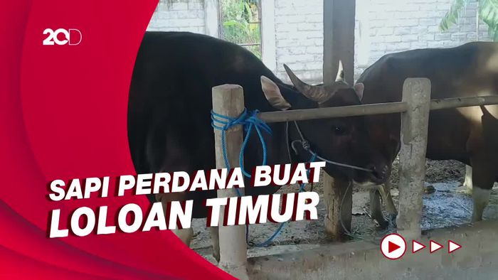 Jokowi Kirim Sapi Kurban untuk Warga Loloan Timur Jembrana