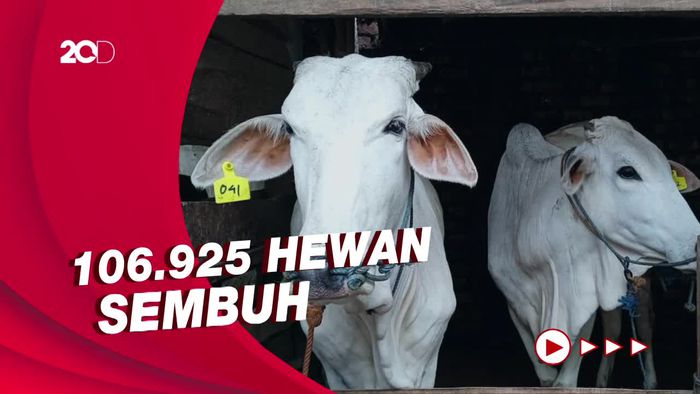 Kasus PMK di RI Tembus 317.889, Mayoritas Menjangkiti Sapi