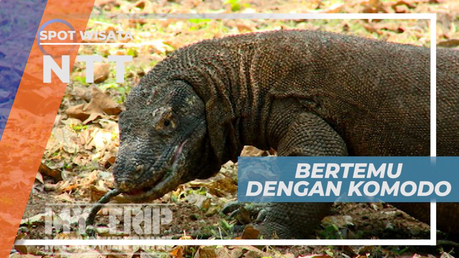 Pulau Komodo, Melihat Dari Dekat Kadal Purba Berukuran Besar, Nusa Tenggara Timur