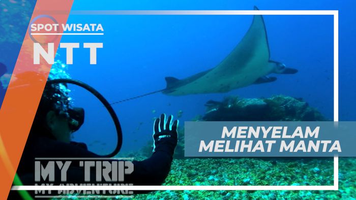 Pulau Komodo, Menyelam Dengan Ikan Pari Manta yang Anggun dan Mempesona, Nusa Tenggara Timur