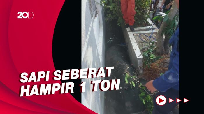 Penampakan Sapi Kurban Terperosok ke Got di Depan Rumah Wapres Maruf Amin