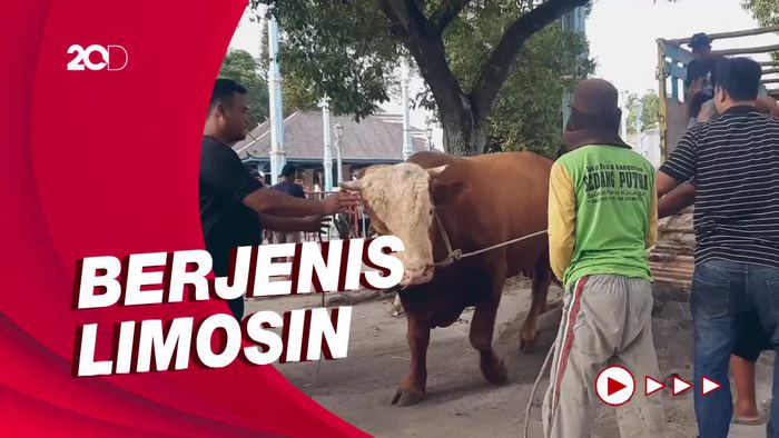 Jokowi Kurban 2 Sapi Berbobot 1 Ton di Solo