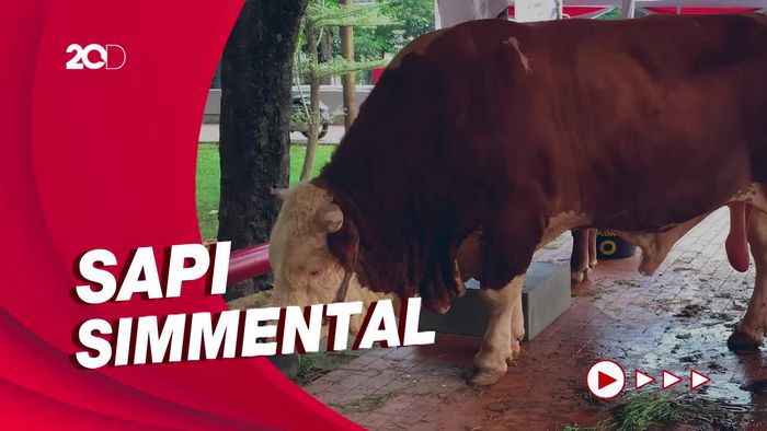 Penampakan Sapi Kurban Jokowi Berbobot 1,15 Ton di Masjid Istiqlal