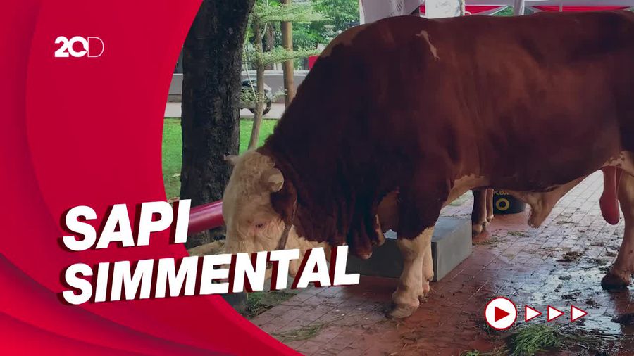 Penampakan Sapi Kurban Jokowi Berbobot 1,15 Ton di Masjid Istiqlal