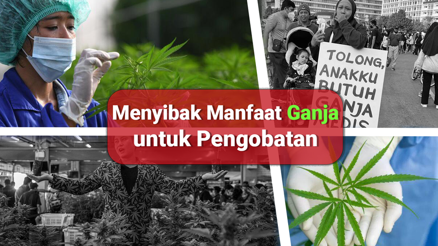 Babak Baru Pengkajian Legalisasi Ganja Medis di RI 