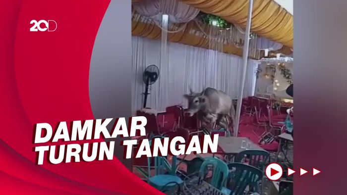 Momen Sapi Kurban Mengamuk di Pesta Hajatan Warga Kalideres