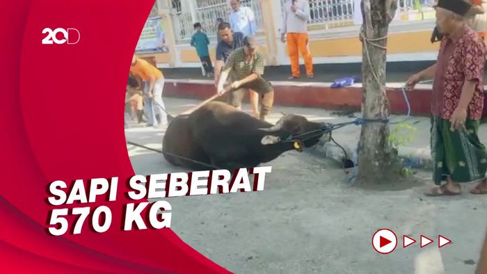 Warga Jembrana Bali Antusias Nonton Penyembelihan Sapi Kurban Jokowi