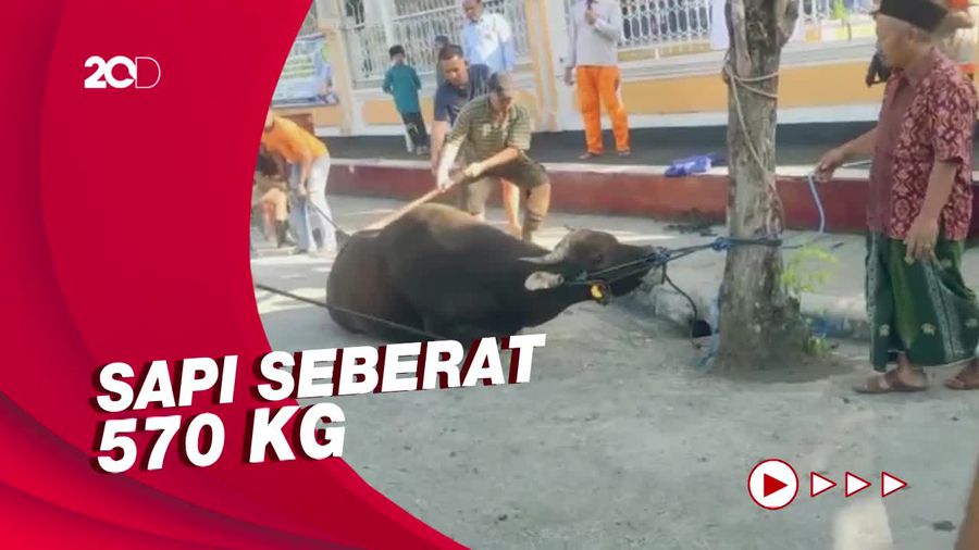 Warga Jembrana Bali Antusias Nonton Penyembelihan Sapi Kurban Jokowi