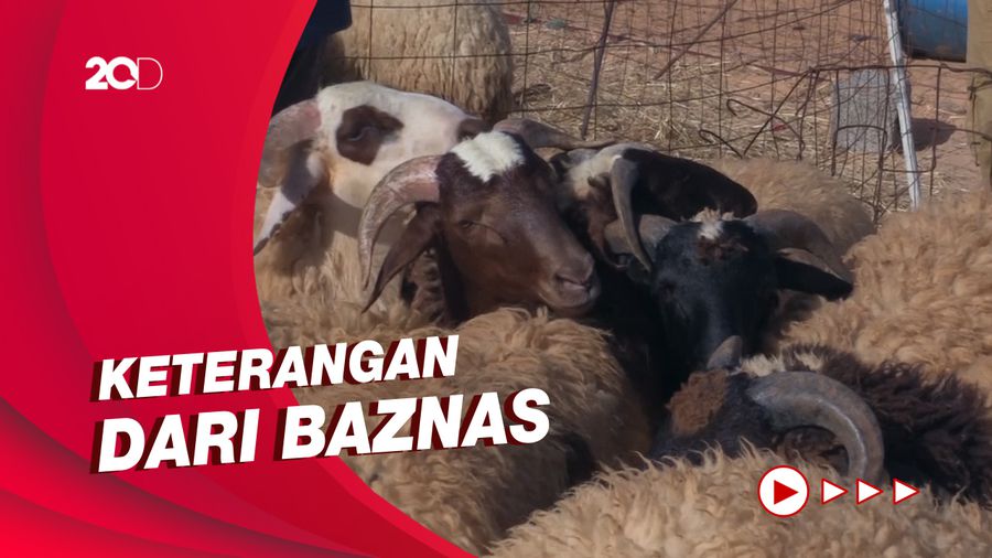Golongan Orang yang Berhak Menerima Daging Kurban