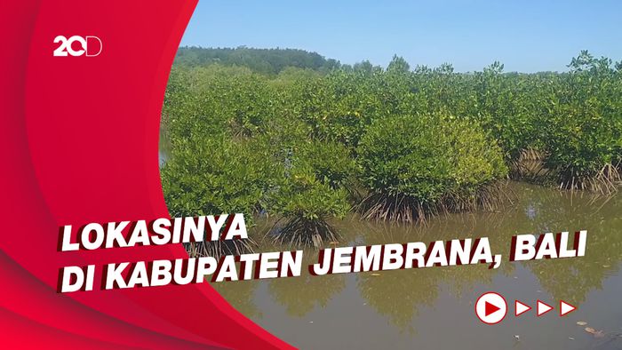 Mengenal Edukasi tentang Mangrove hingga Kuliner di Ekowisata Budeng