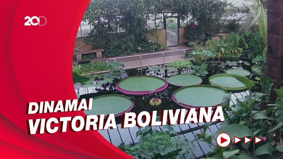 Penampakan Spesies Teratai Raksasa Baru